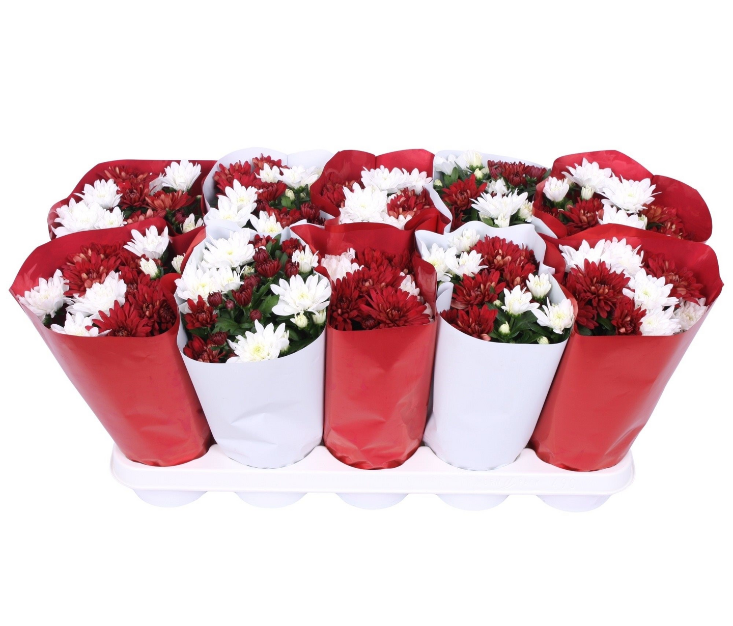 Krysanteemi kaksivärinen 12cm ruukku