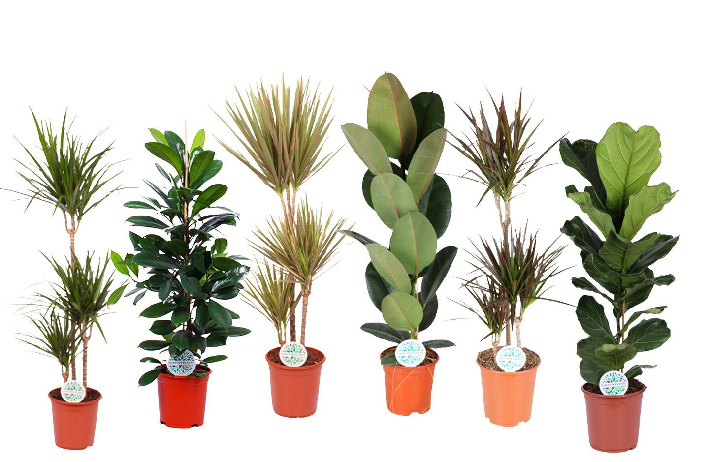 Viherkasvimix 120cm 24cm ruukku