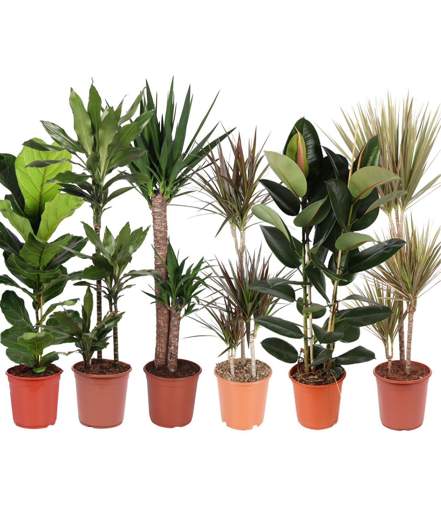 Viherkasvimix 120cm 24cm ruukku