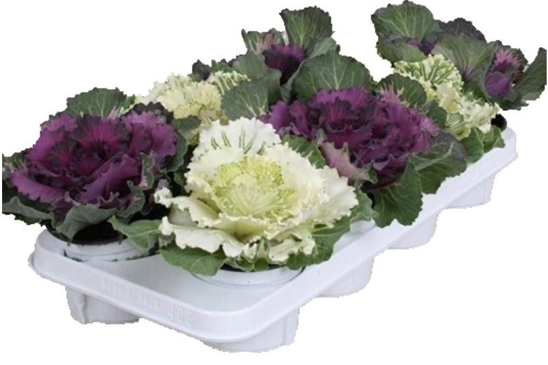 Koristekaali 10,5cm ruukussa