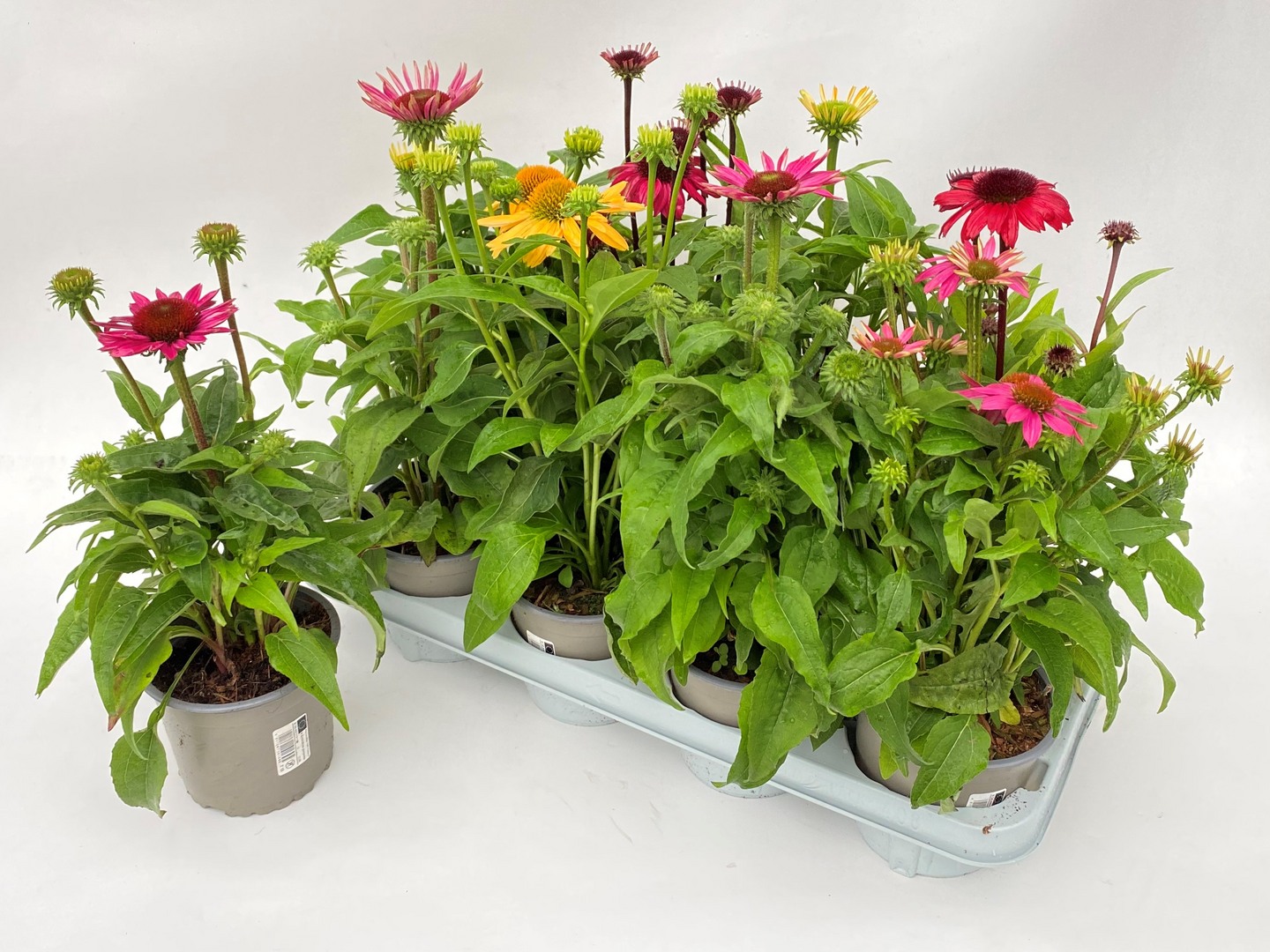 Kaunopunahattu Echinacea mix 13cm ruukku