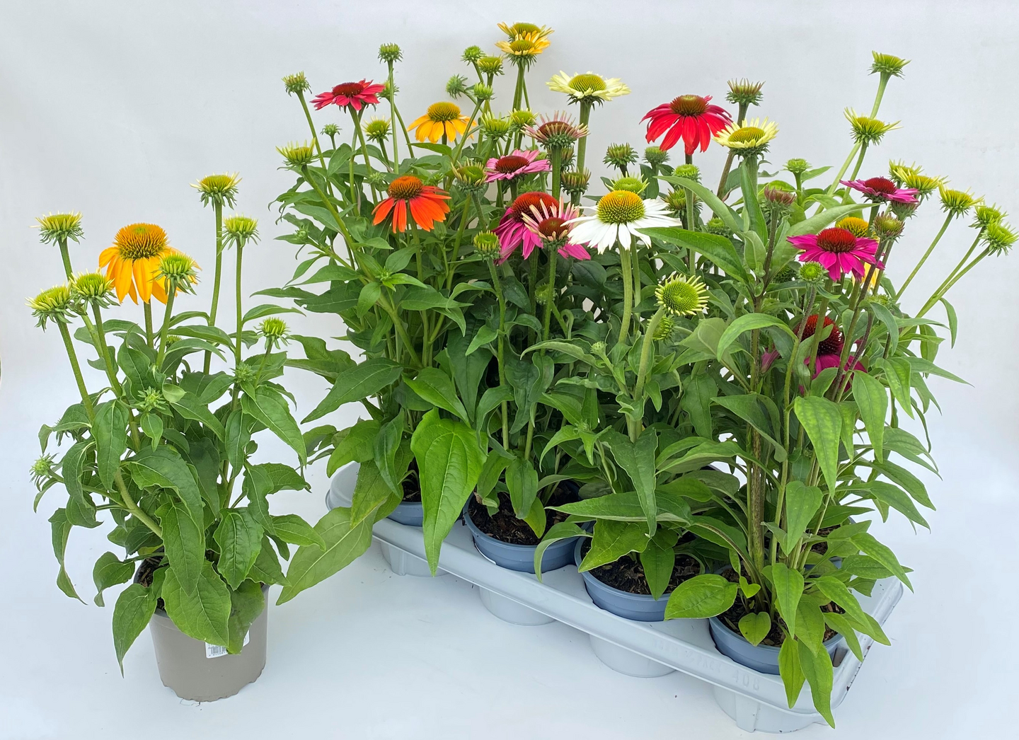 Kaunopunahattu Echinacea mix 13cm ruukku