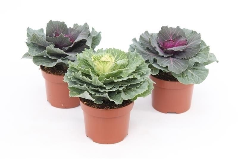 Koristekaali 10,5cm ruukussa