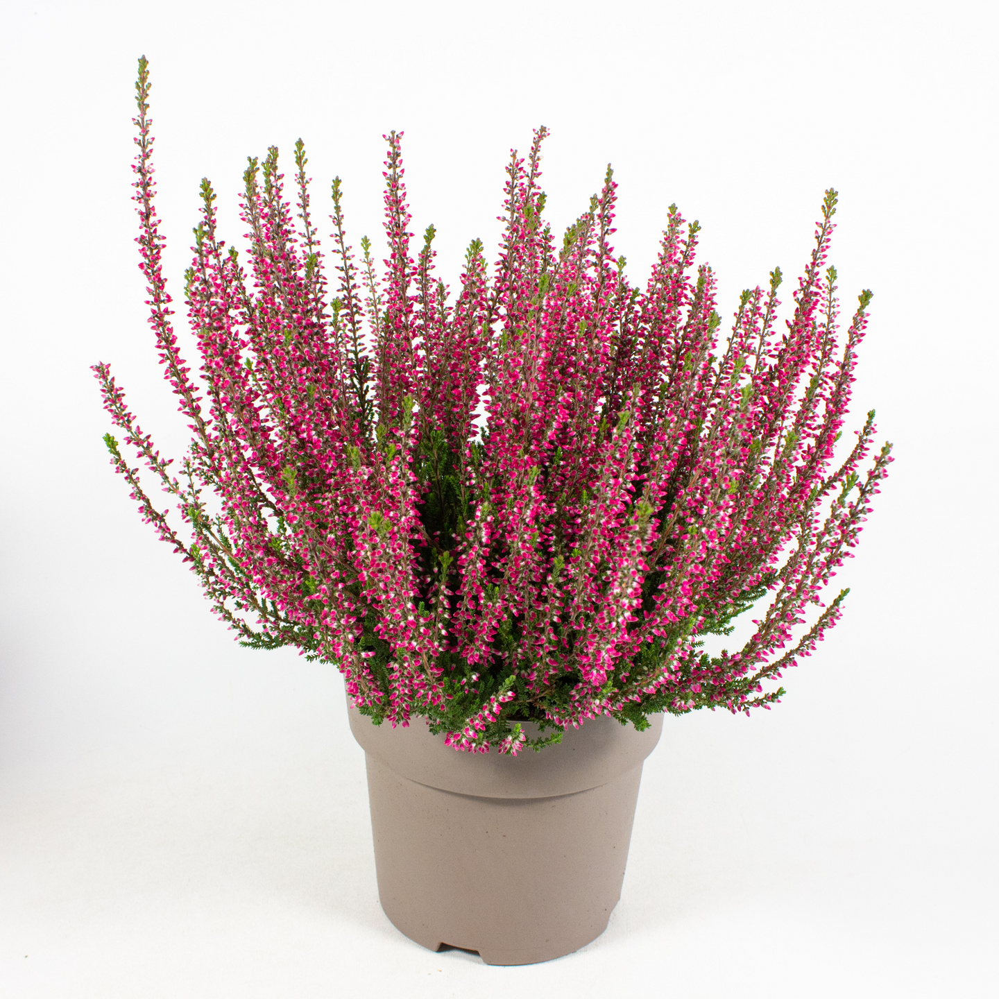 Kanerva Calluna Garden Girls tummanpunainen 19cm ruukku