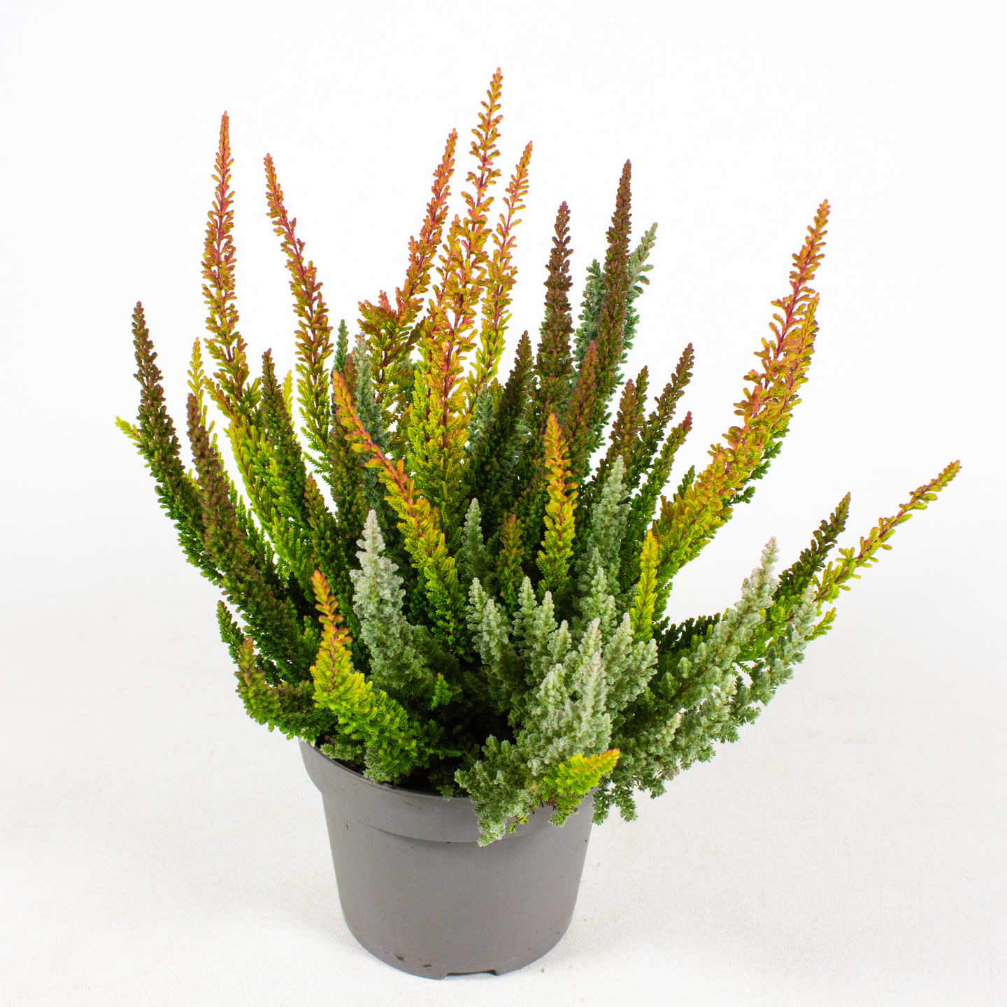 Calluna vulgaris Skyline Trio 12cm ruukku