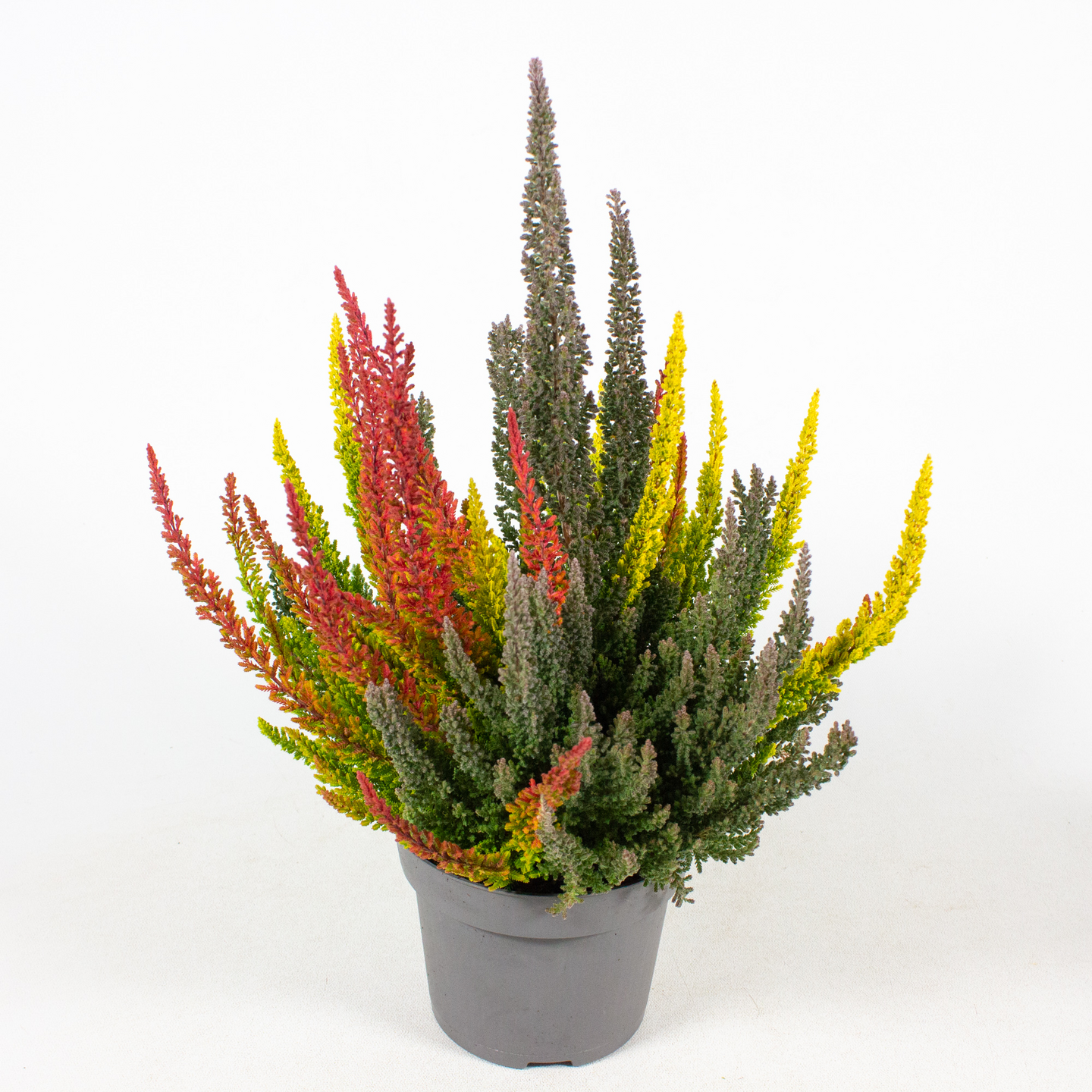 Calluna vulgaris Skyline Trio 12cm ruukku
