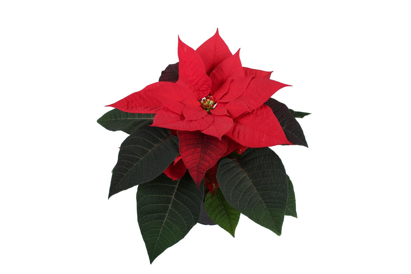 Joulutähti M yksilatvainen punainen 11cm ruukku