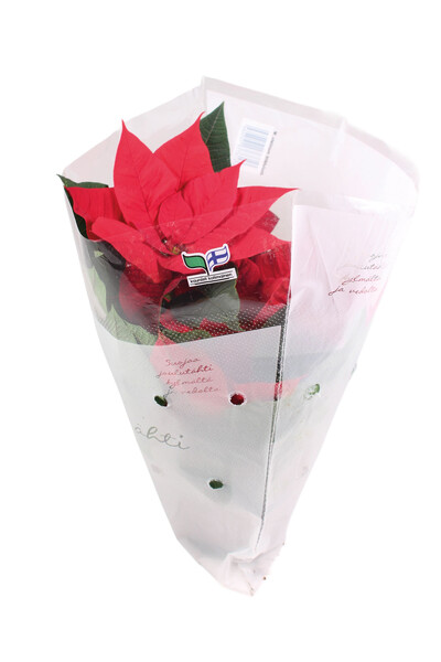 Joulutähti M yksilatvainen punainen 11cm ruukku