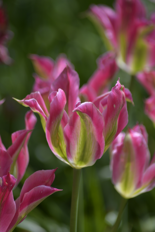 Tulppaani Tulipa Virichiq Nelson Garden 6kpl