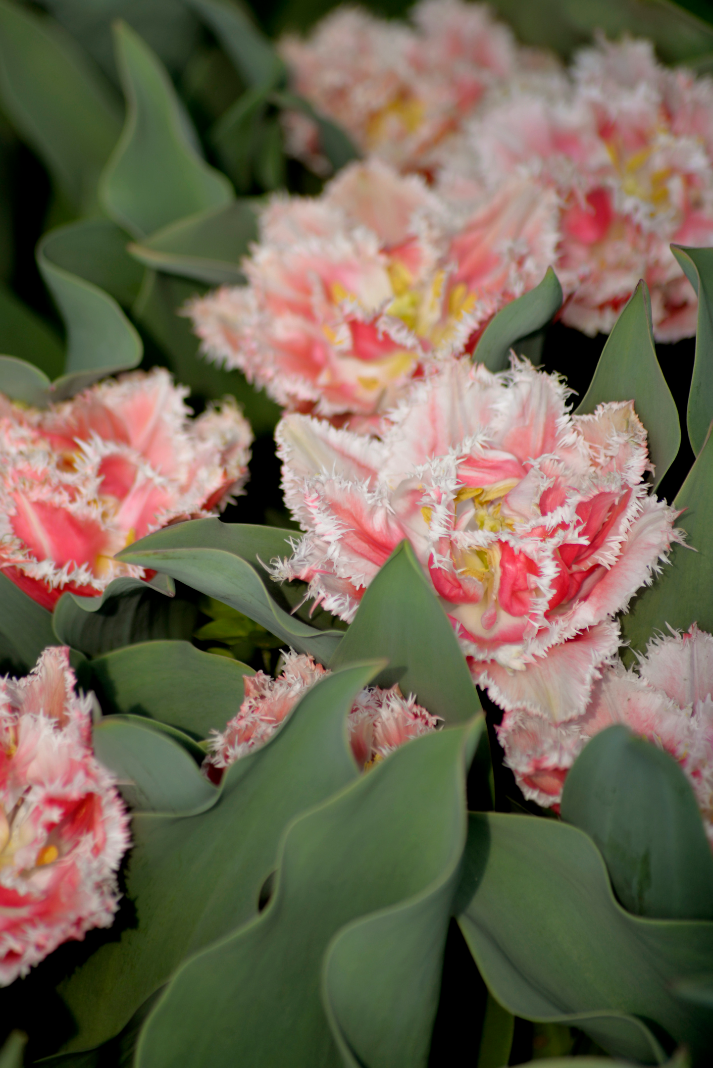 Tulppaani Tulipa Queensland Nelson Garden 5kpl