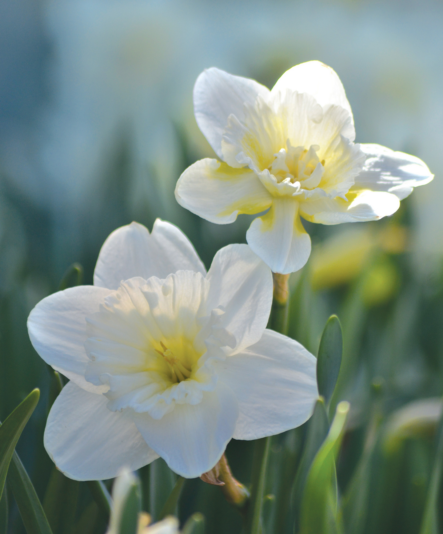 Pääsiäislilja Narcissus Mount Hood Nelson Garden 5kpl