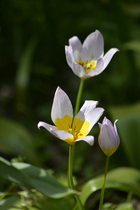 Kreetantulppaani Tulipa Saxatilis Nelson Garden 10kpl