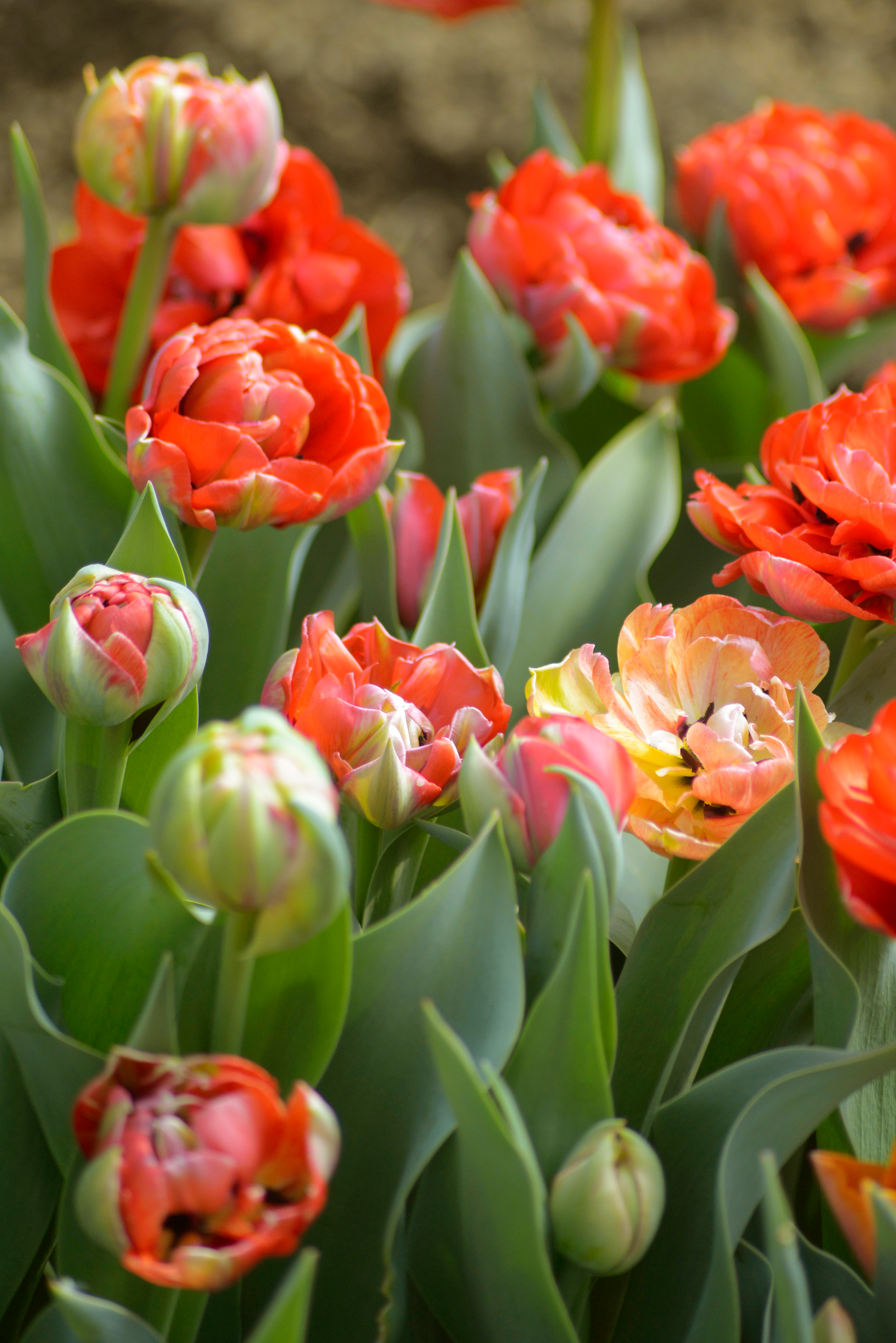 Tulppaani Tulipa Gudoshnik Double Nelson Garden 6kpl