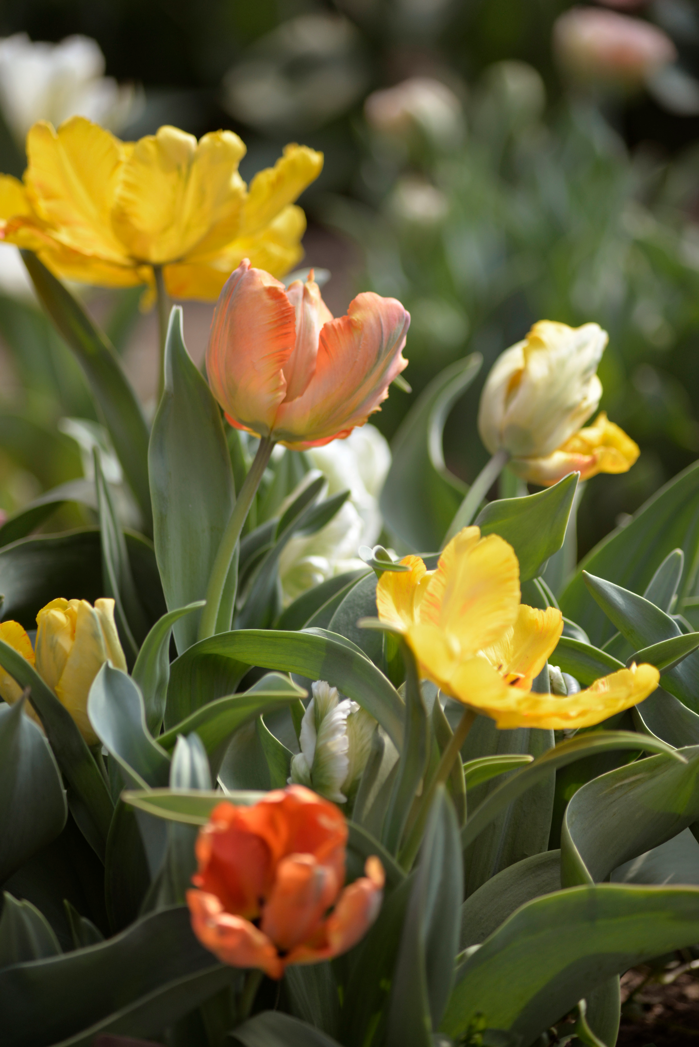 Papukaijatulpp Tulipa Parrott Värisekoitus Nelson Garden 5kpl