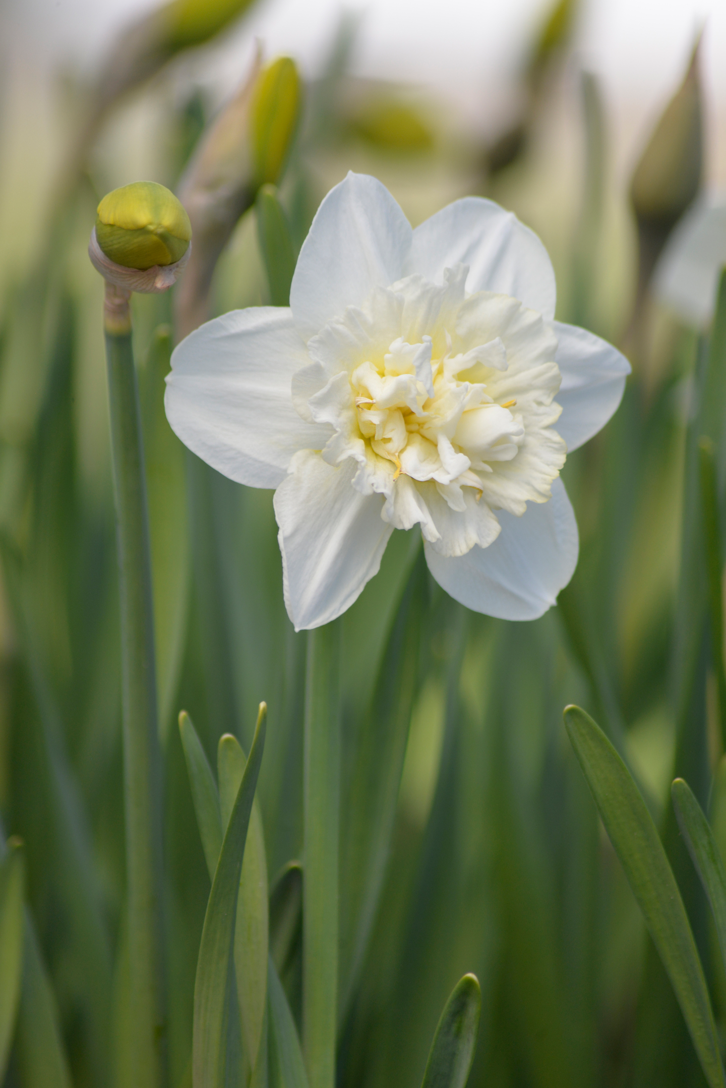 Tähtinarsissi Narcissus Obdam Nelson Garden 4kpl