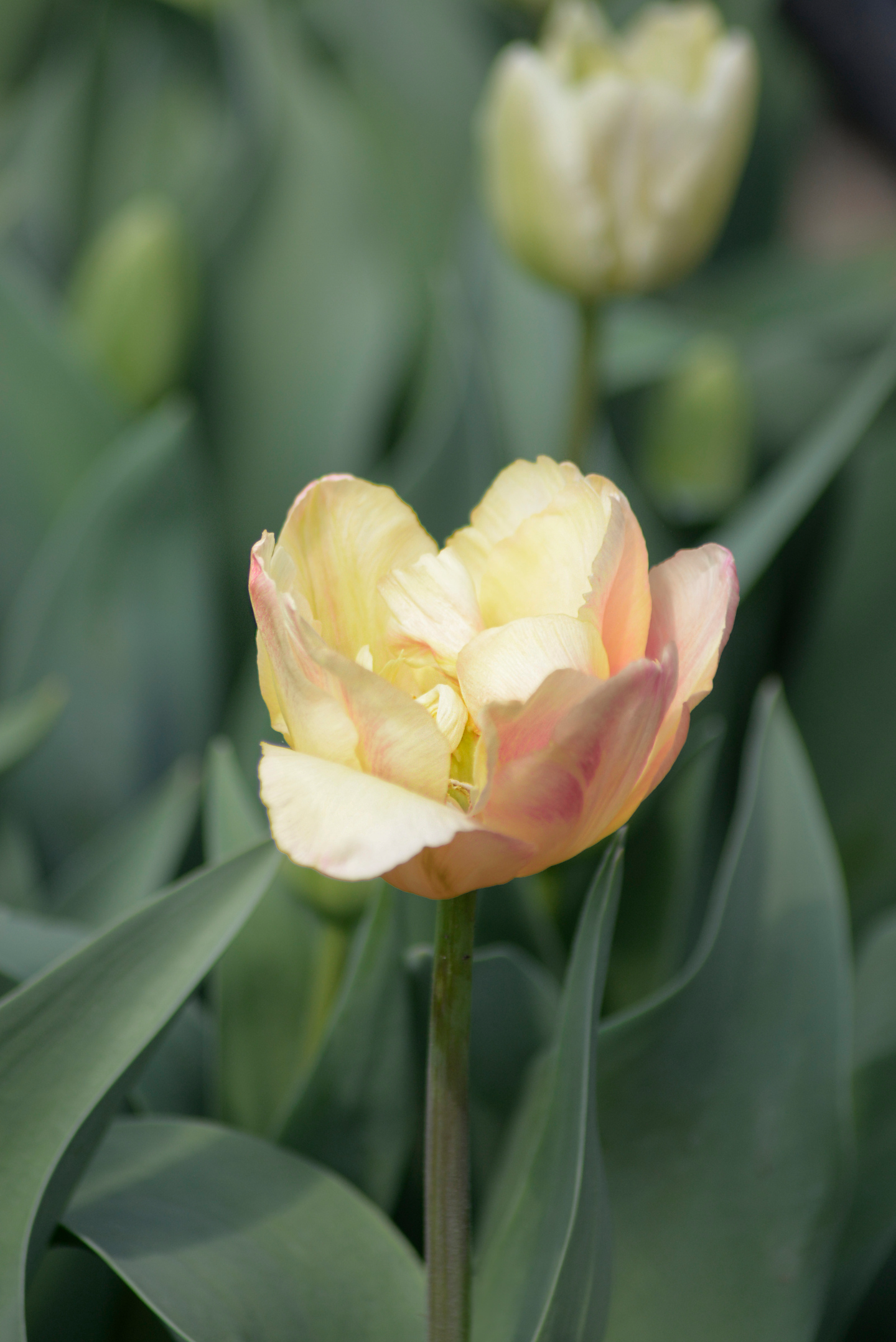 Tulppaani Tulipa Creme Upstar Nelson Garden 5kpl