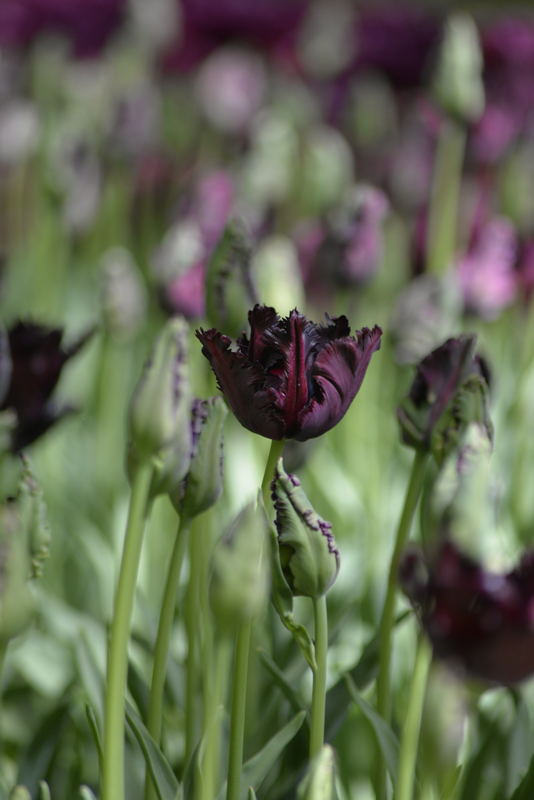 Papukaijatulpp Tulipa Black Parrot Nelson Garden 7kpl