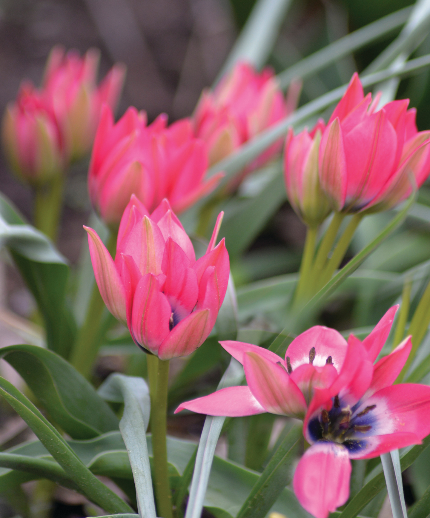 Tulppaani Tulipa Little Beauty Nelson Garden 9kpl