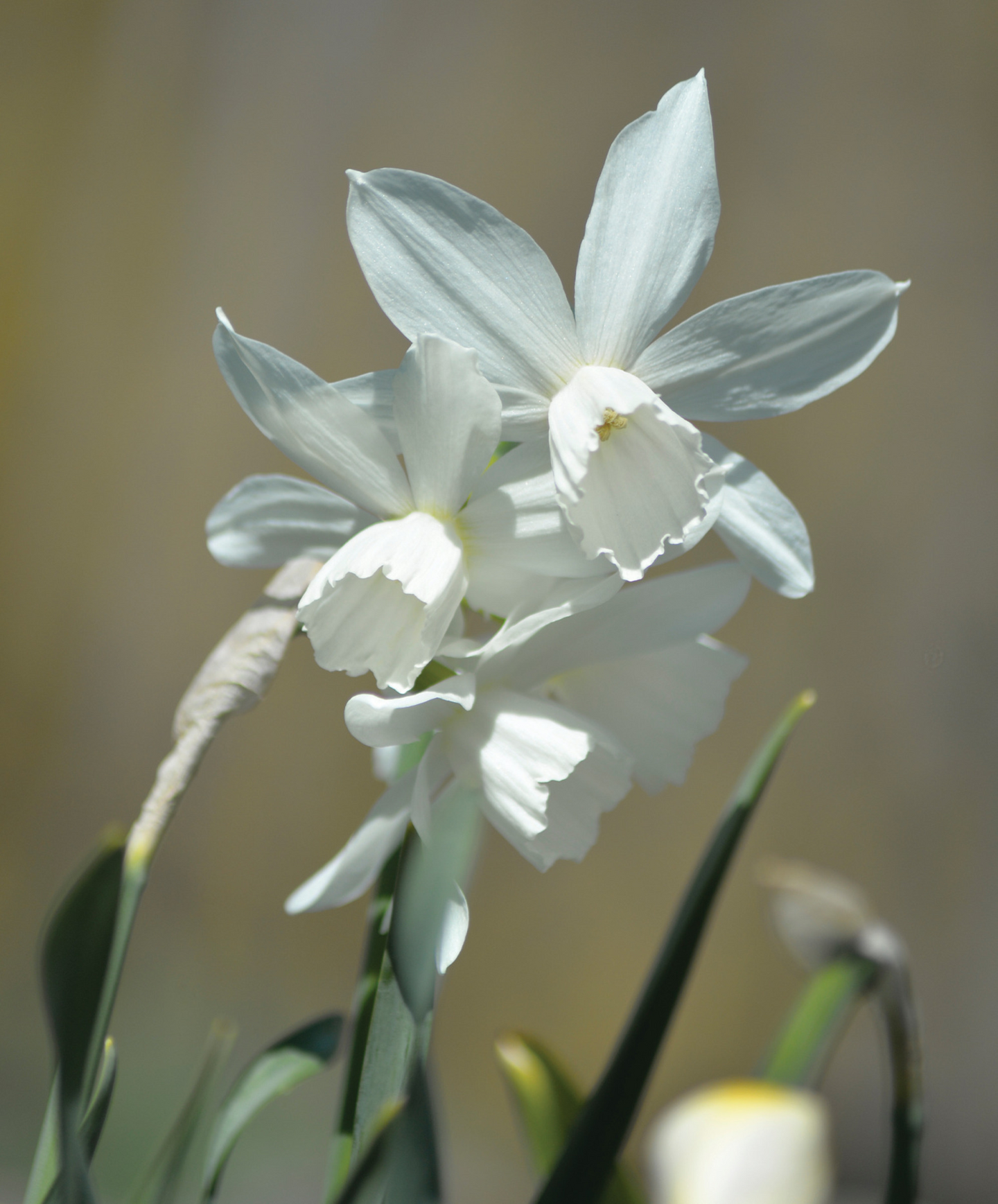 Narsissi Narcissus Thalia Nelson Garden 5kpl