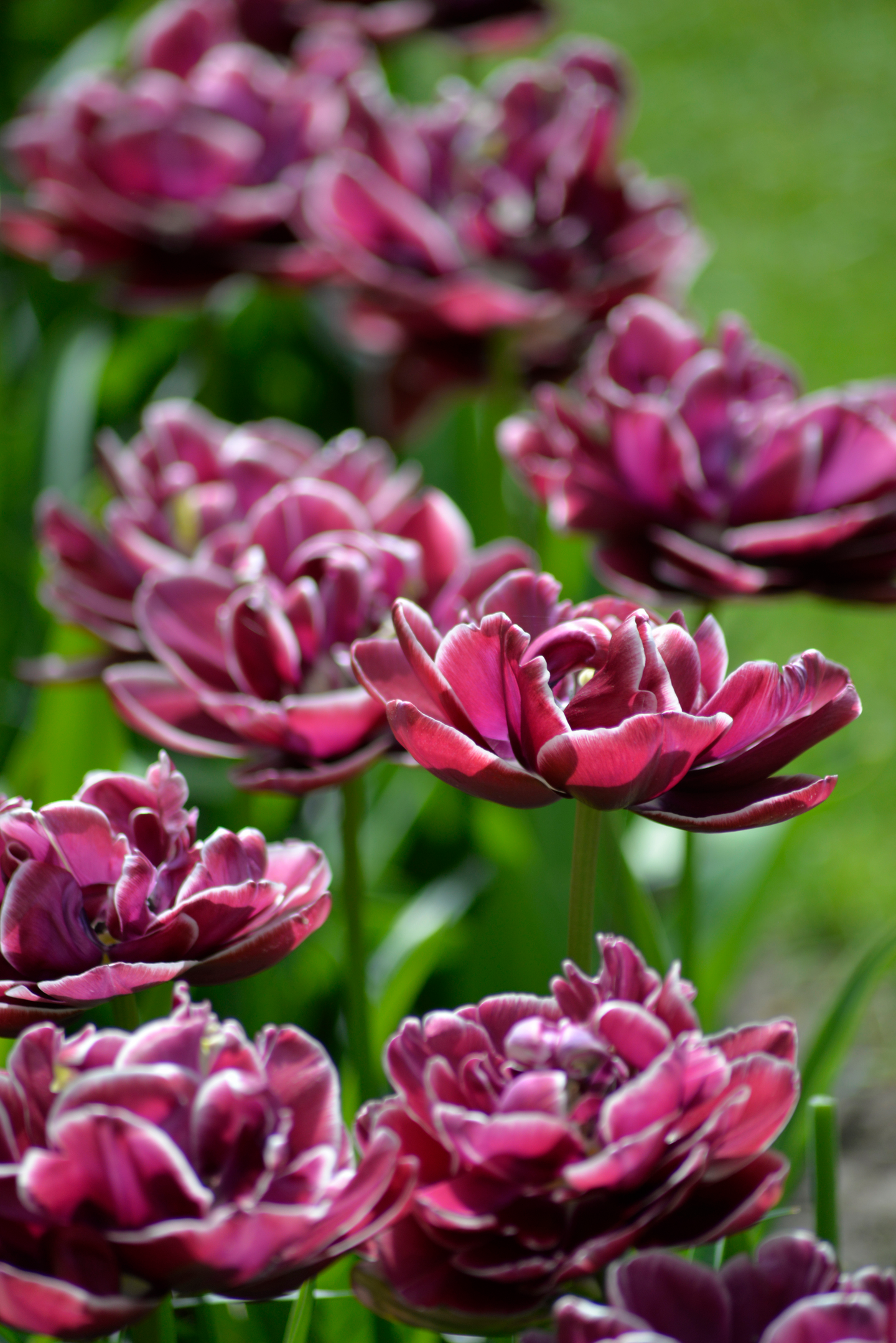 Tulppaani Tulipa Dreamtouch Nelson Garden 5kpl