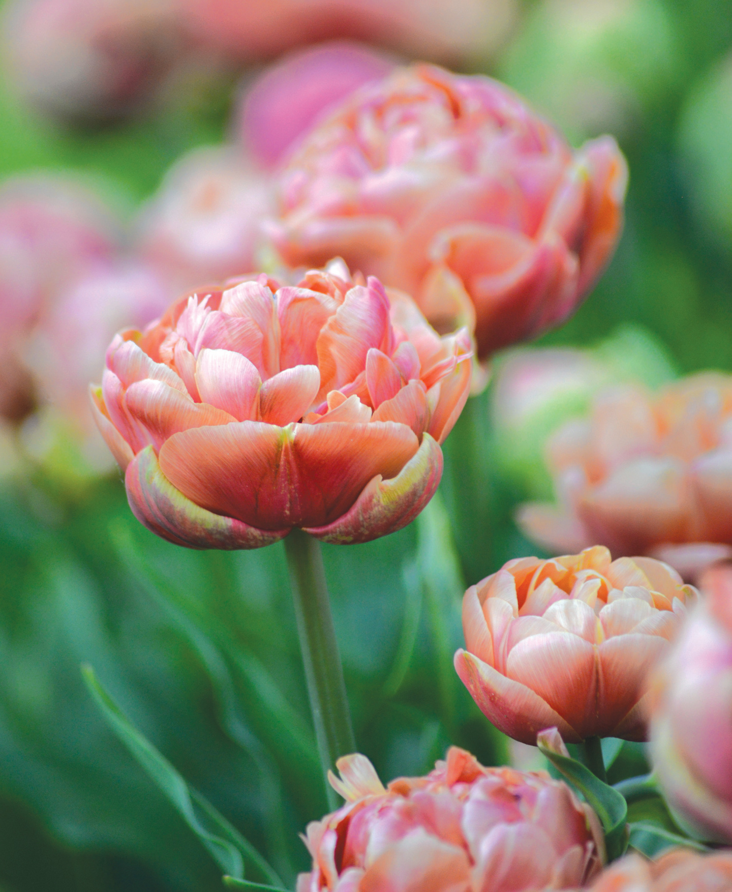 Tulppaani Tulipa Copper Image Nelson Garden 5kpl