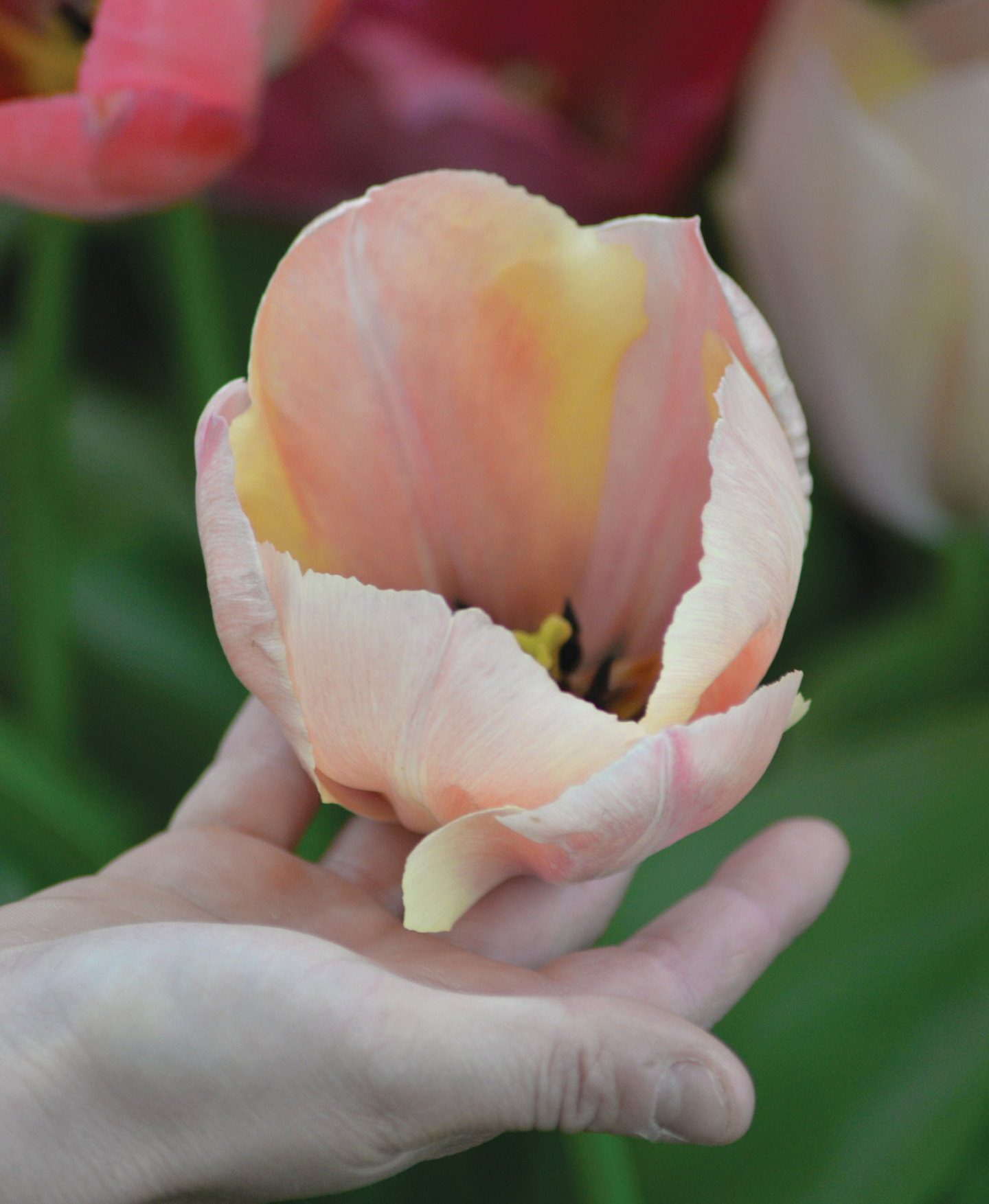 Darwintulpp Tulipa Salmon Van Eijk Nelson Garden 5kpl