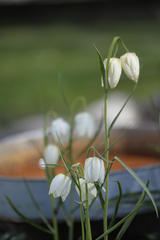 Kirjopikarililja Fritillaria Meleagris Alba Nelson Garden 6kpl