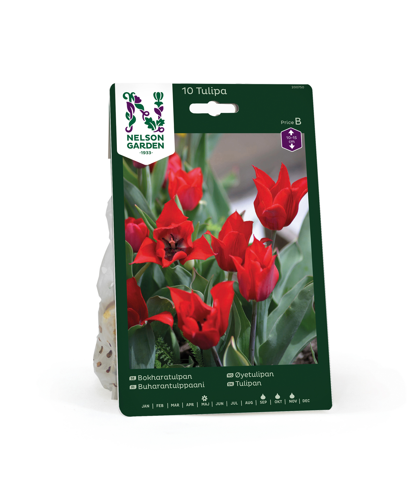 Tulppaani Tulipa Linifolia Nelson Garden 10kpl