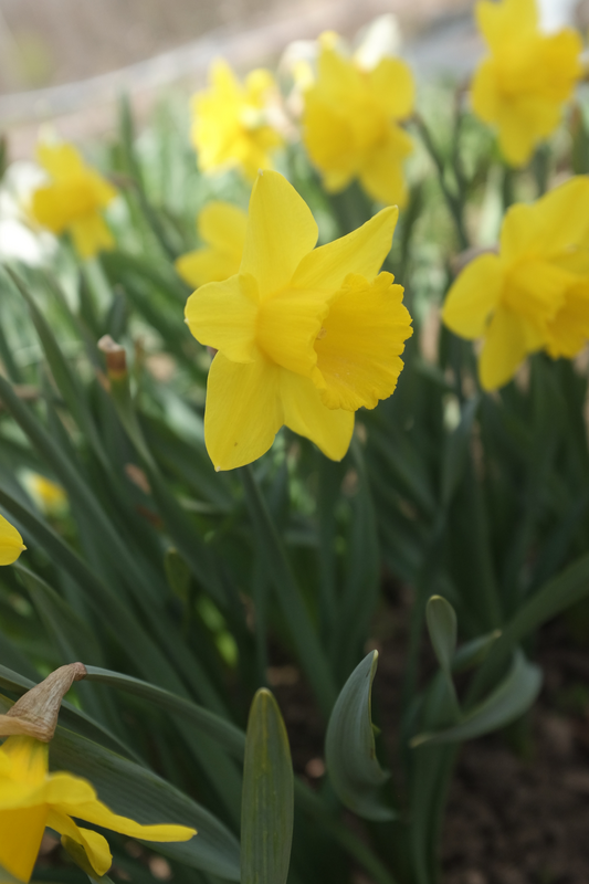 Pääsiäislilja Narcissus Golden Harvest Nelson Garden 5kpl