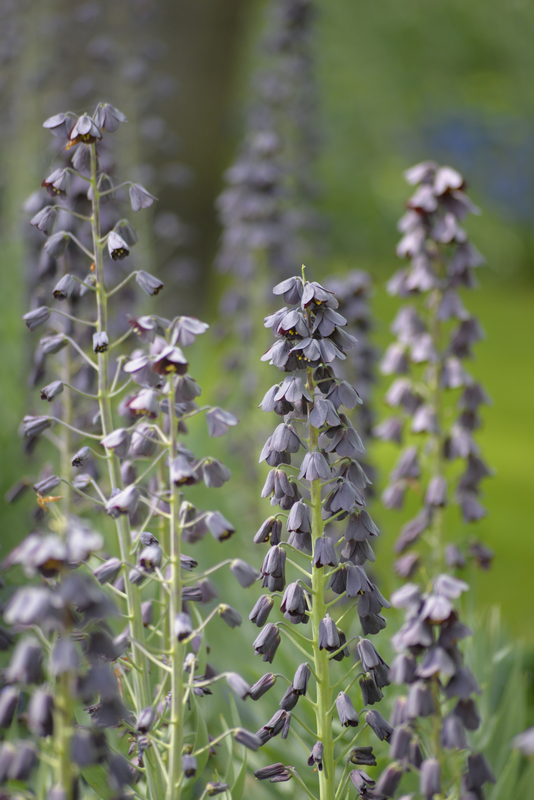 Persianpikarililja Fritillaria Persica Nelson Garden 1kpl