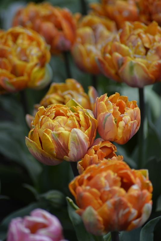 Tulppaani Tulipa Orange Princess Nelson Garden 7kpl
