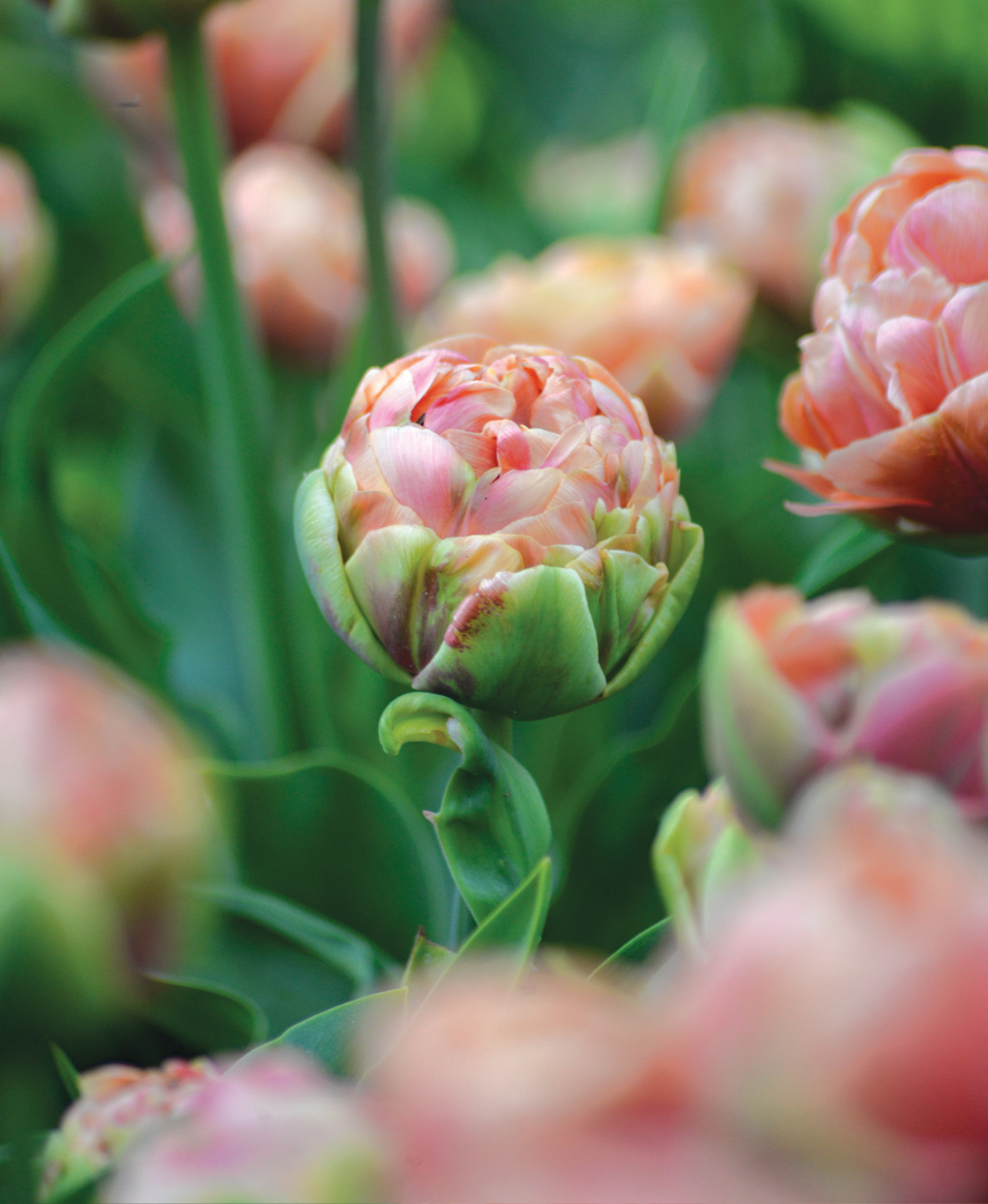 Tulppaani Tulipa Copper Image Nelson Garden 5kpl