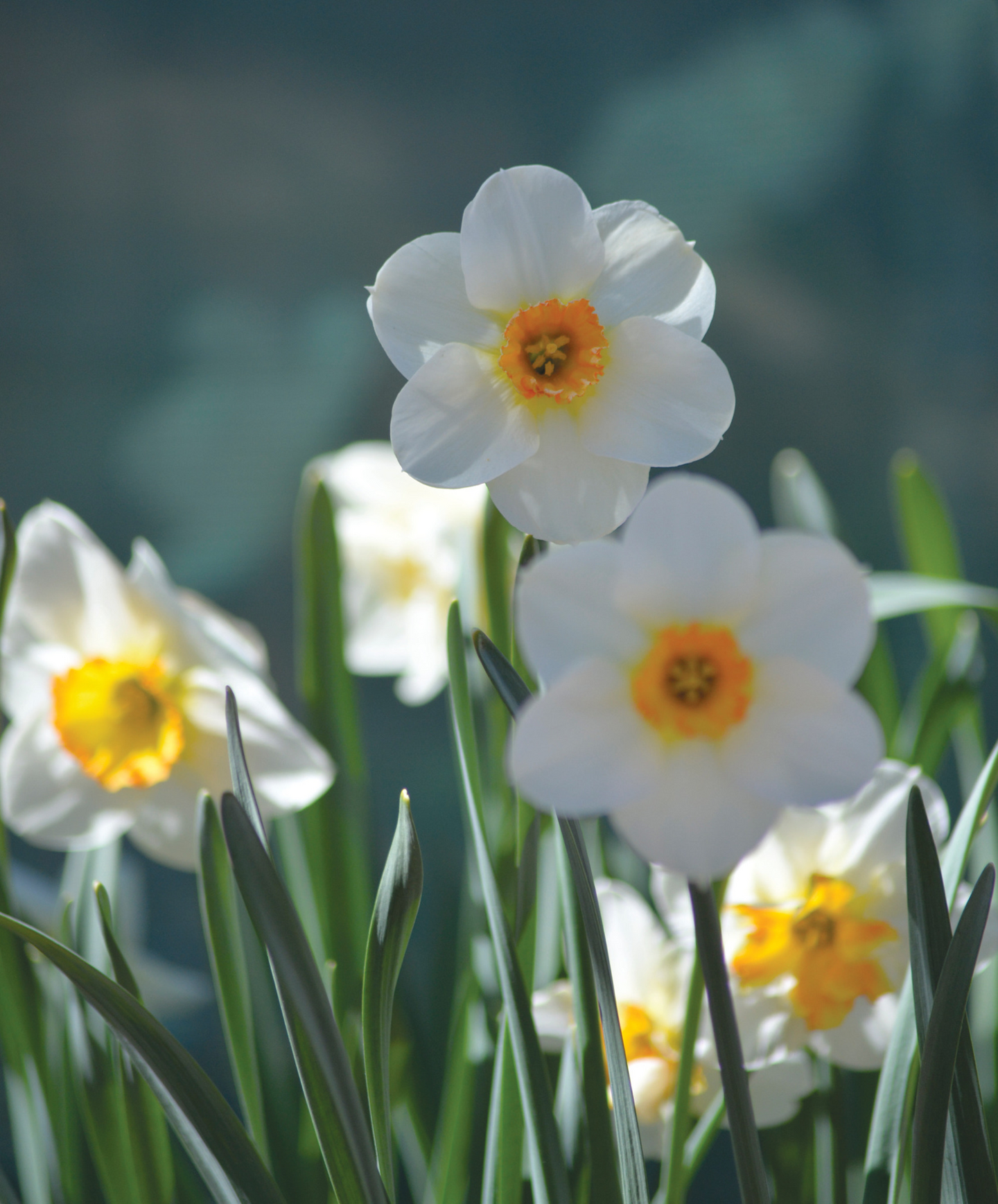 Tähtinarsissi Narcissus Barrett Browning Nelson Garden 5kpl
