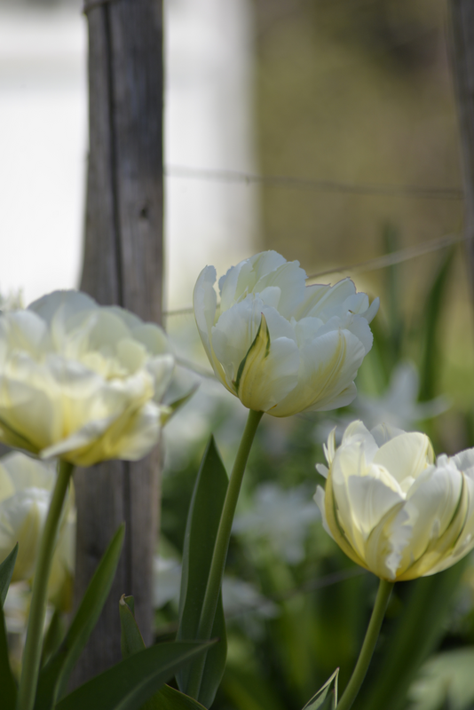 Tulppaani Tulipa Global Desire Nelson Garden 7kpl