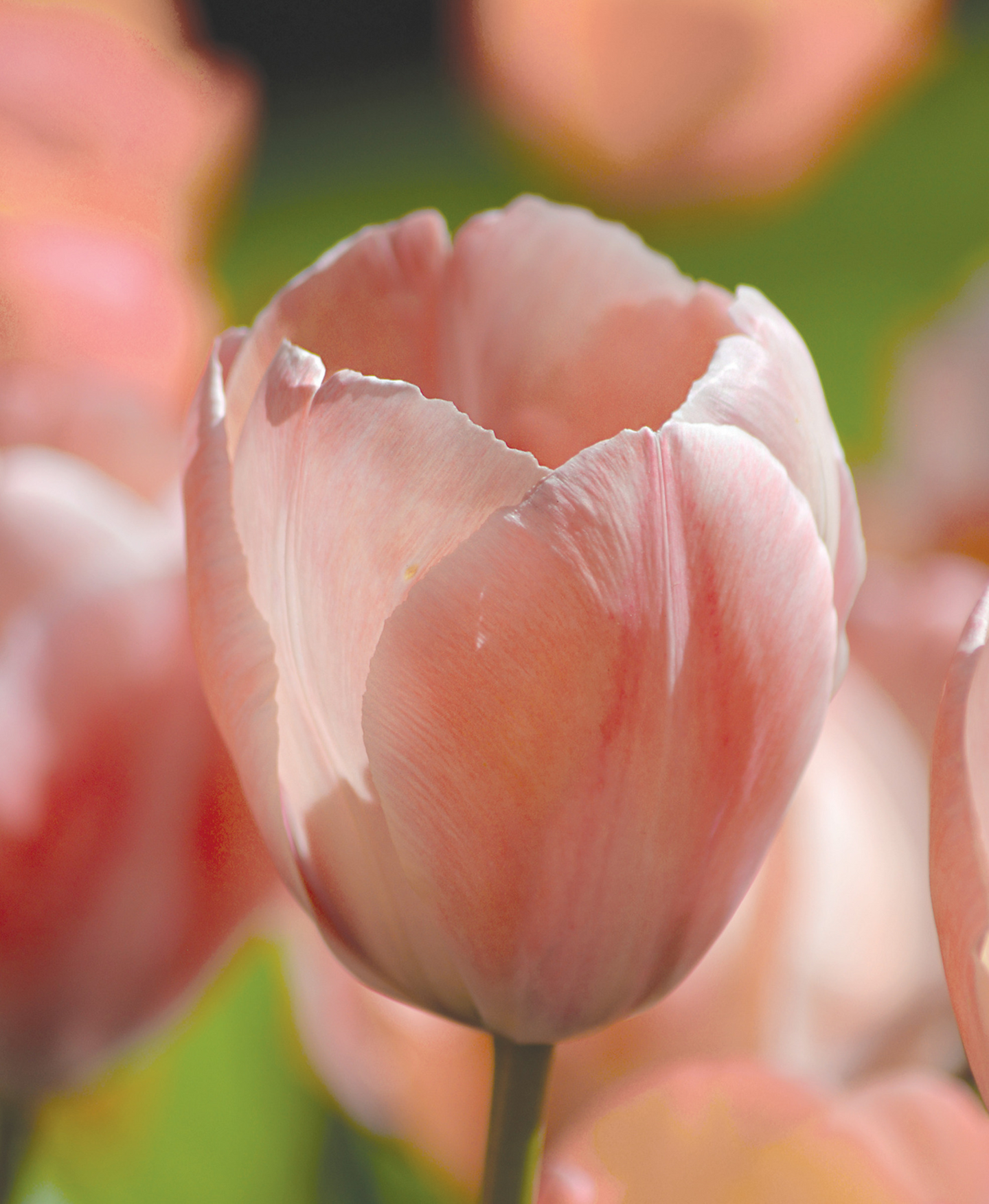 Darwintulpp Tulipa Salmon Van Eijk Nelson Garden 5kpl