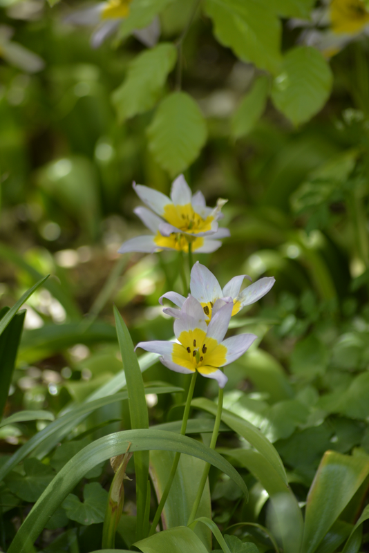 Kreetantulppaani Tulipa Saxatilis Nelson Garden 10kpl