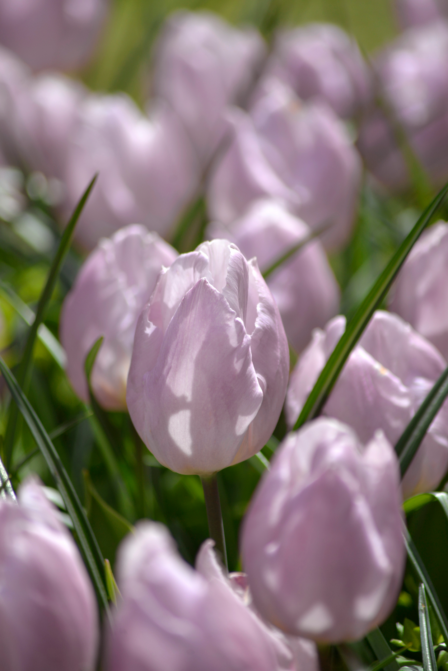 Tulppaani Tulipa Candy Prince Nelson Garden 6kpl