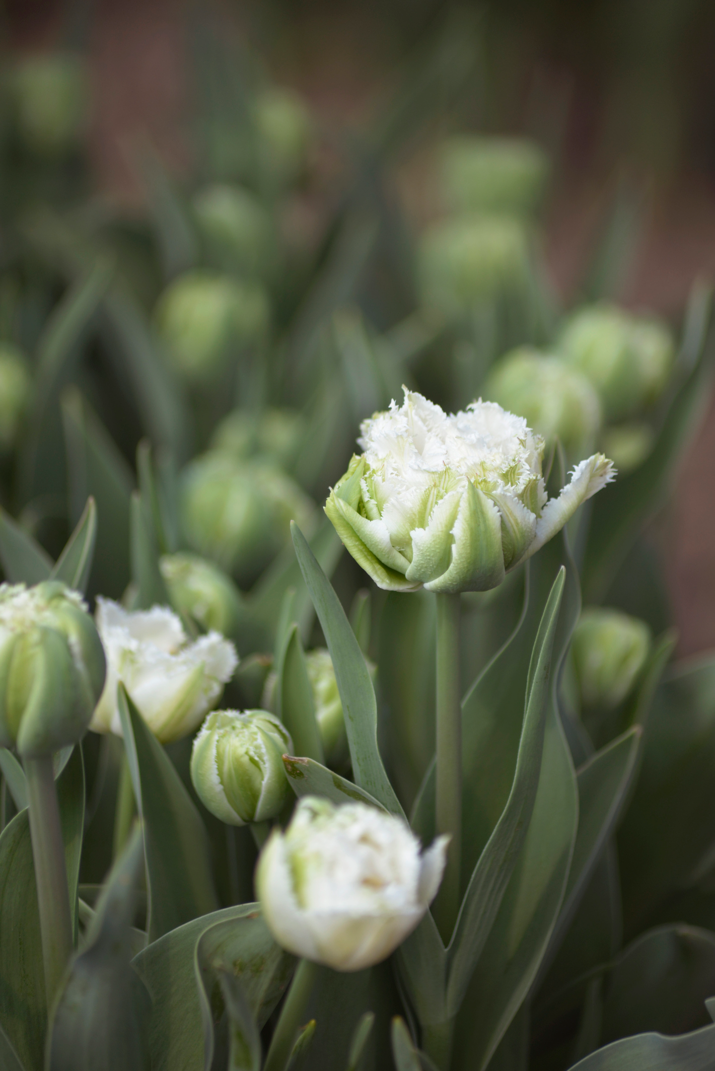 Tulppaani Tulipa Snow Crystal Nelson Garden 5kpl