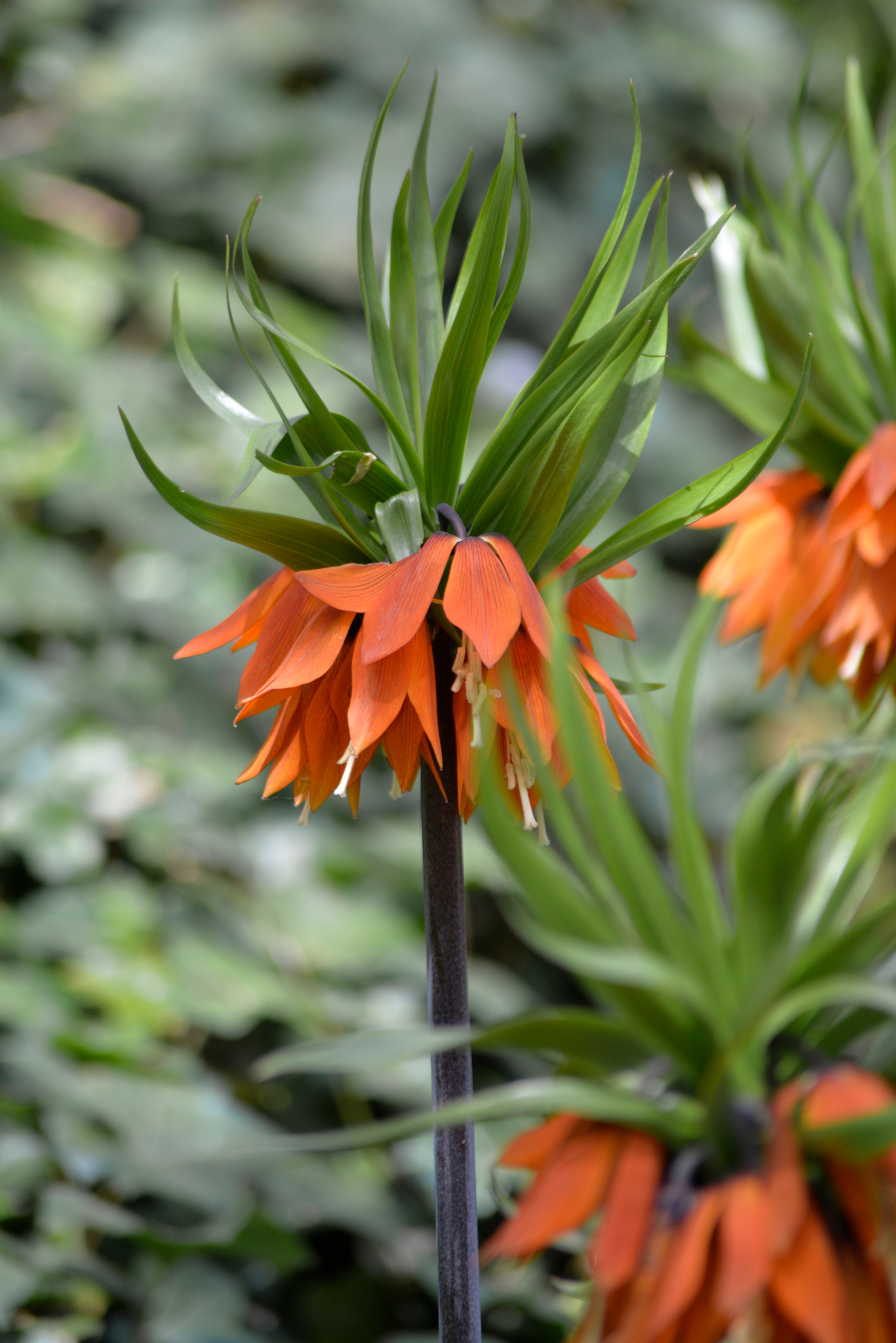 Keisarinpikarililja Fritillaria Imp Rubra Maxima Nelson Garden 1kpl