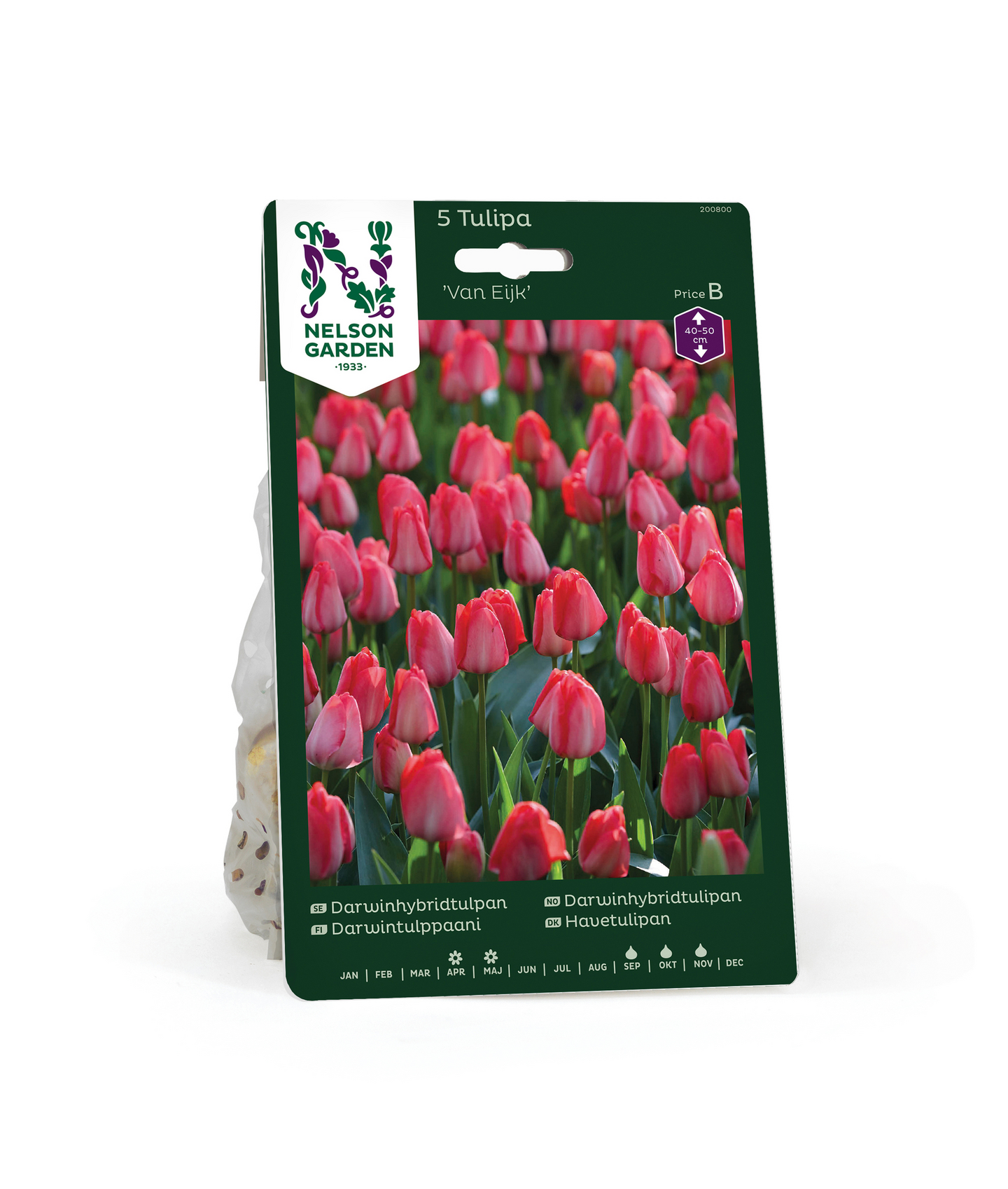 Darwintulpp Tulipa Van Eijk Nelson Garden 5kpl