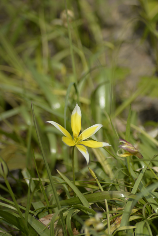 Tulppaani Tulipa Tarda Nelson Garden 12kpl