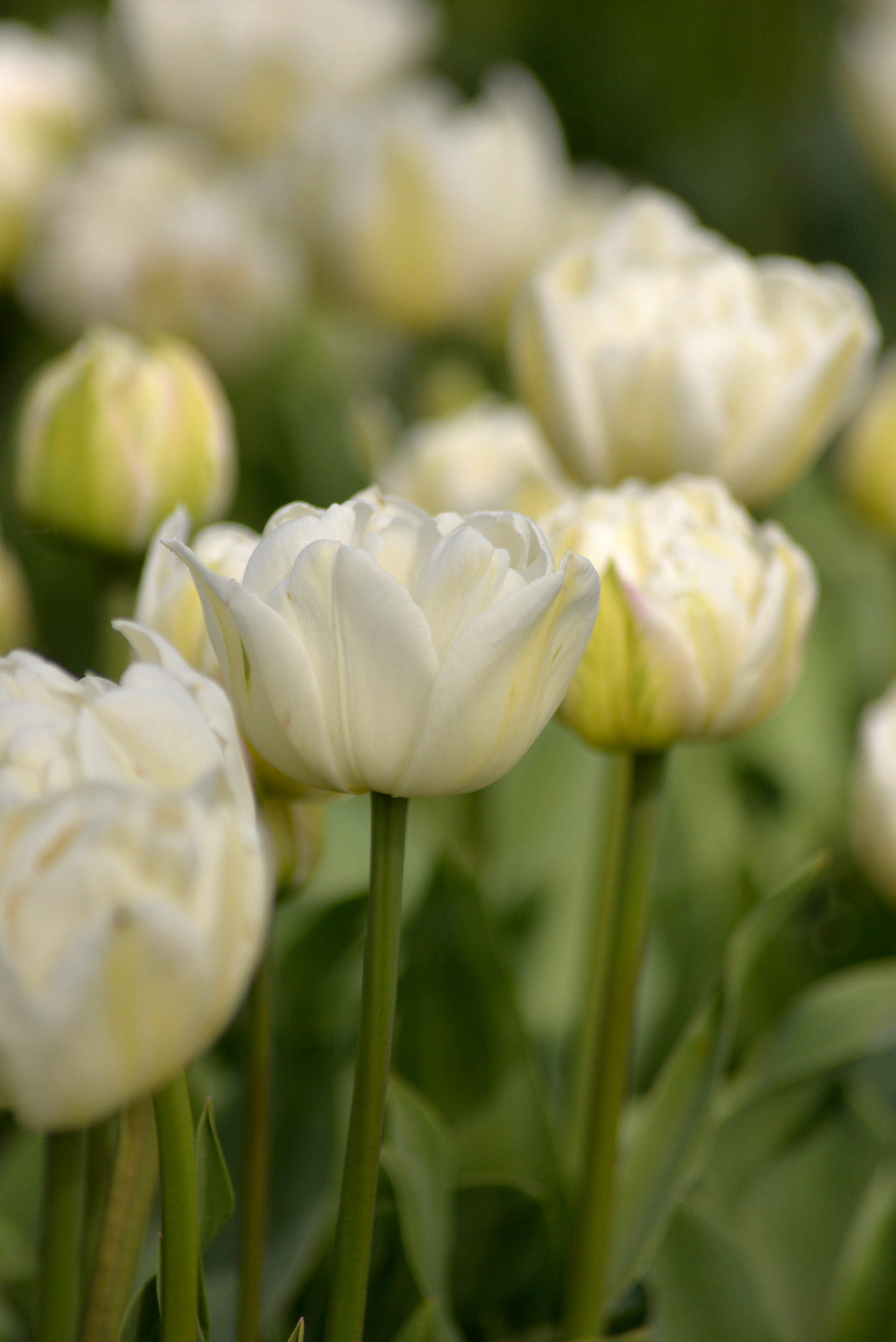 Tulppaani Tulipa Mount Tacoma Nelson Garden 5kpl