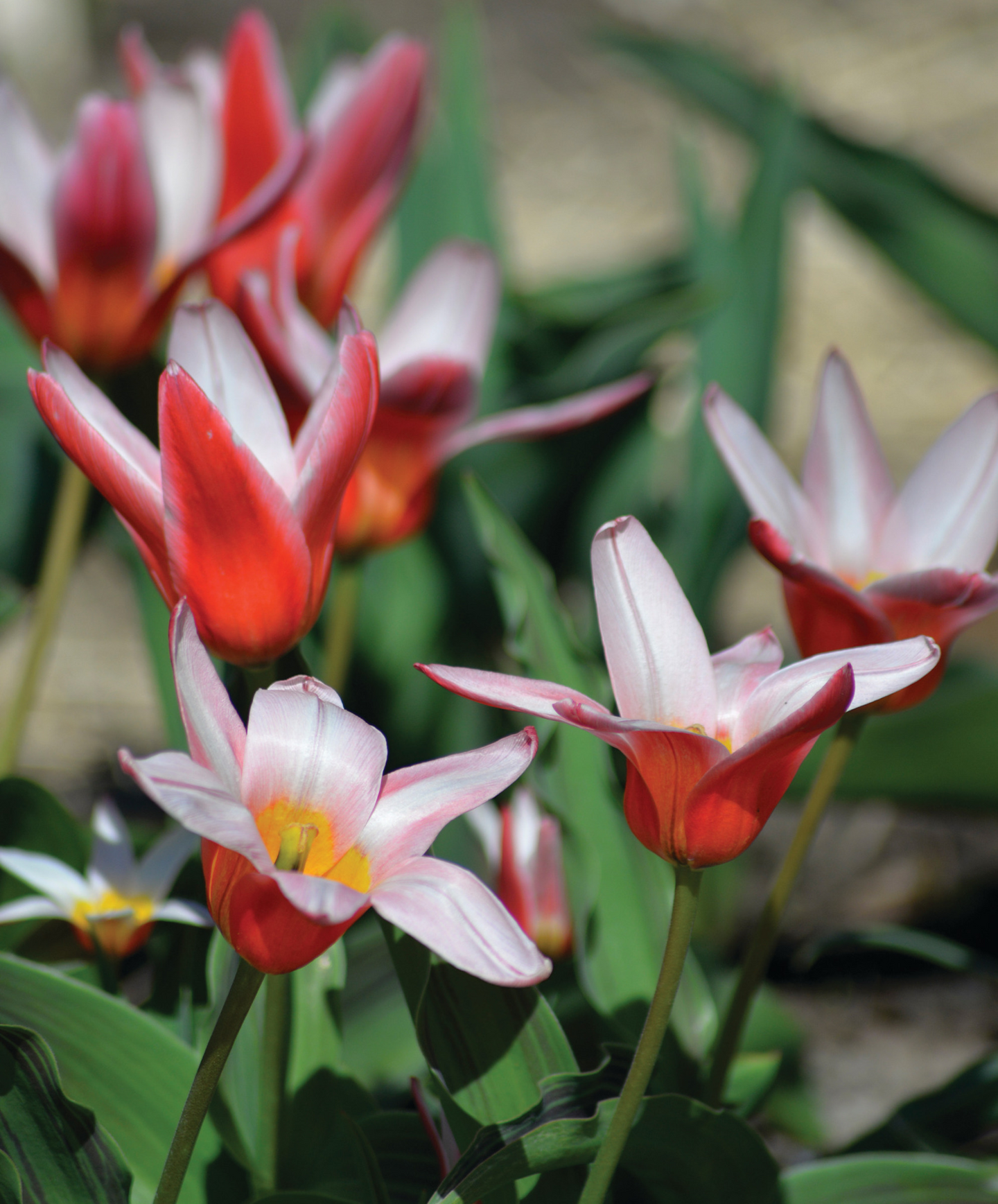 Tulppaani Tulipa Hearts Delight Nelson Garden 7kpl
