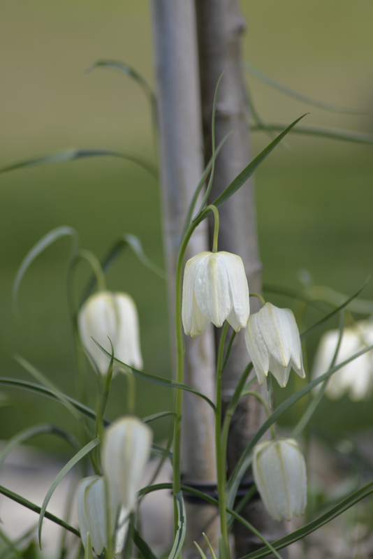 Kirjopikarililja Fritillaria Meleagris Alba Nelson Garden 6kpl