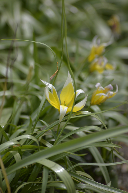 Tulppaani Tulipa Tarda Nelson Garden 12kpl