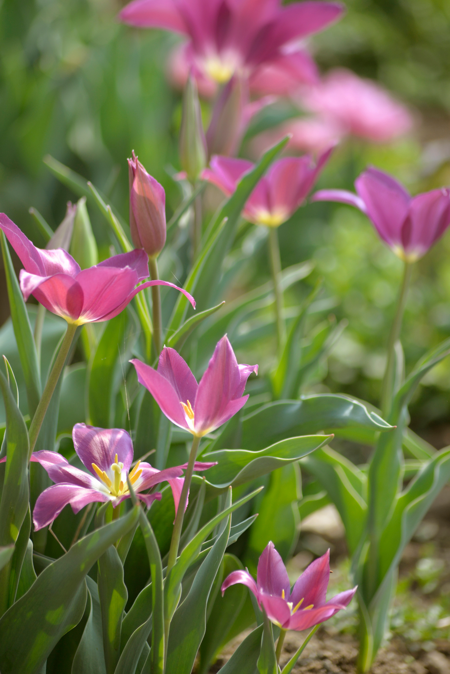 Liljatulppaani Tulipa Claudia Nelson Garden 5kpl