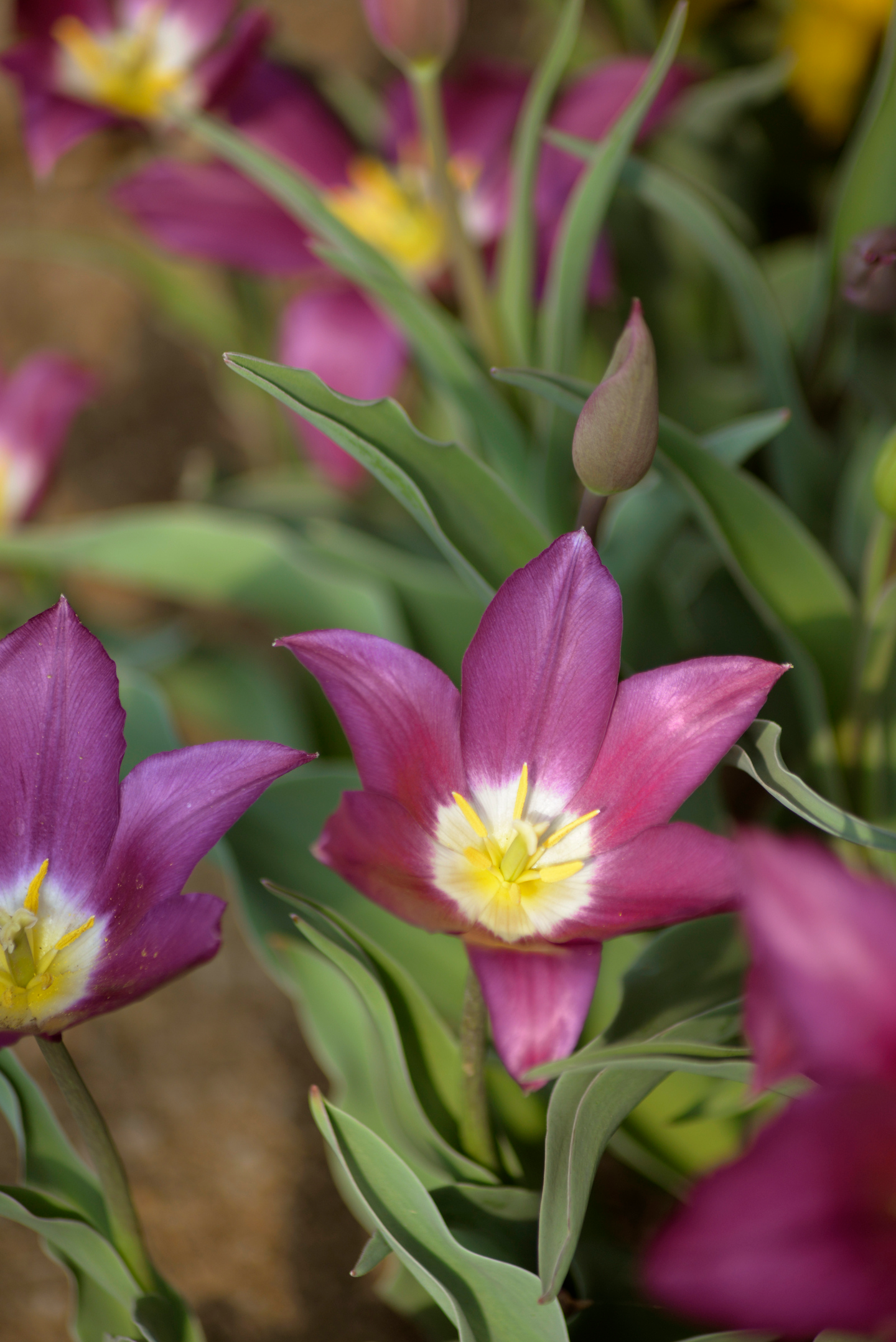 Liljatulppaani Tulipa Claudia Nelson Garden 5kpl