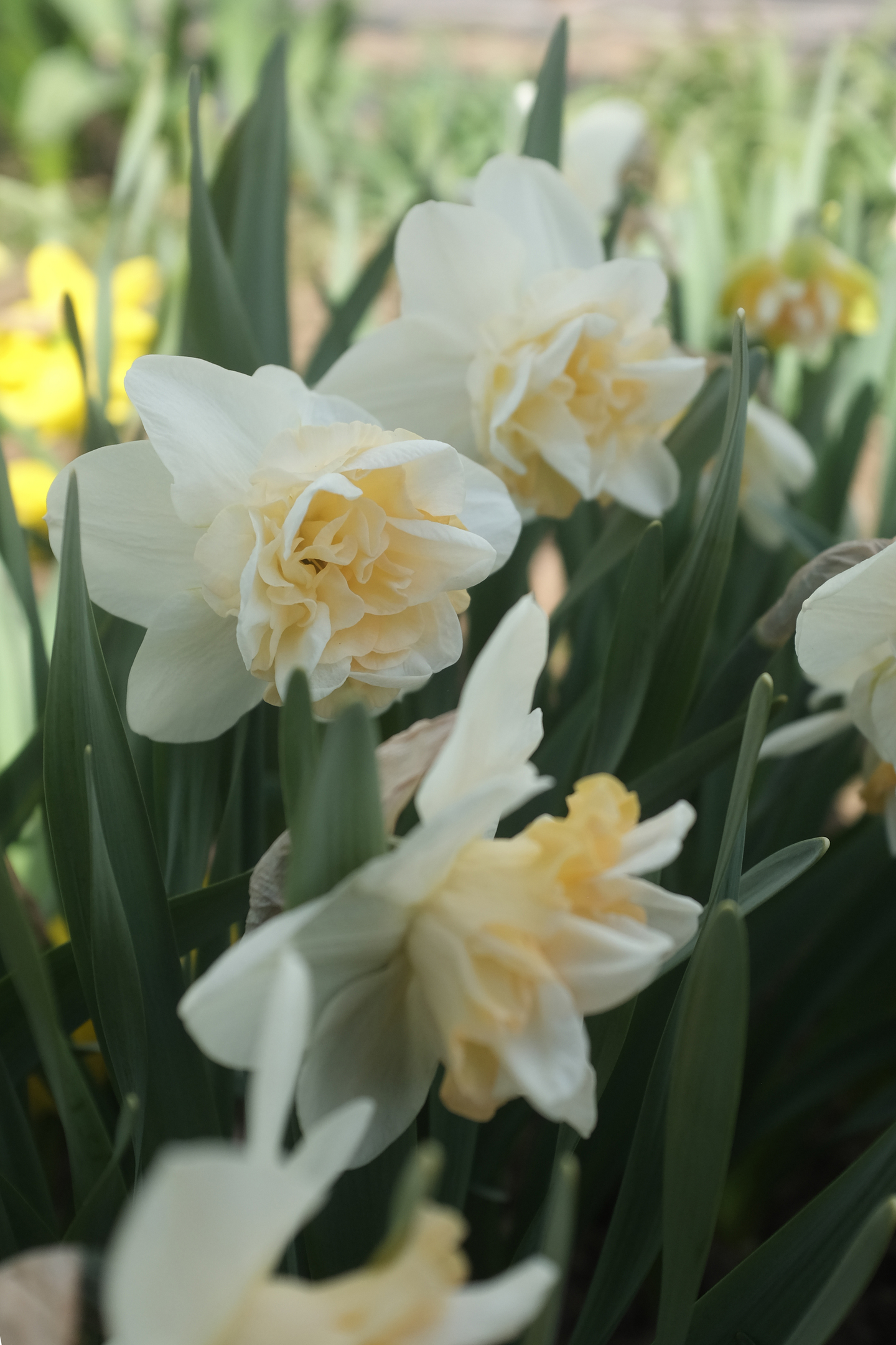 Tähtinarsissi Narcissus Sweet Desire Nelson Garden 5kpl