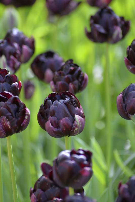 Tulppaani Tulipa Black Hero Nelson Garden 5kpl