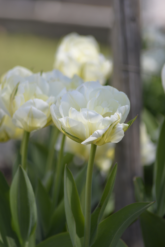 Tulppaani Tulipa Global Desire Nelson Garden 7kpl